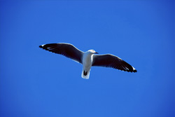 Explore the beauty of the Hartlaub's gull gliding over the sea