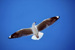 Fascinating aerial shots of the Hartlaub's gull from South Africa