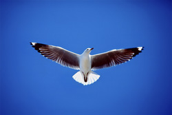 Graceful Hartlaub's Gull Flying over Dyer Island