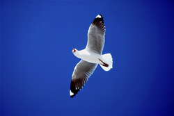 Fascinating shot of a Hartlaub's Gull in its natural habitat on Dyer Island