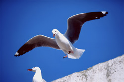 Graceful Hartlaub's gull landing on Dyer Island in South Africa