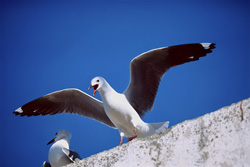 Fascinating Hartlaub's gull on Dyer Island in South Africa