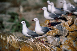 Fascinating Hartlaub´s Gulls on Dyer Island in South Africa