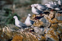 Amazing Hartlaub's Gulls on Dyer Island in South Africa
