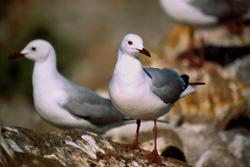 Explore the Fascinating Hartlaub´s Gulls on Dyer Island in South Africa
