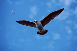 Faszinierende junge Dominikanermöwe gleitet elegant über das Meer