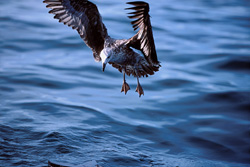 Impressive approach of a young Kelp gull in South Africa