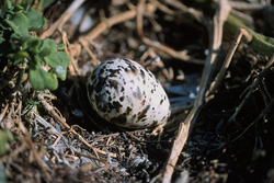 Explore the Beauty of a Sea Bird Egg on Dyer Island