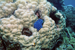 Fascinating Blue sponge on coral in the waters of Namenalala, Fiji