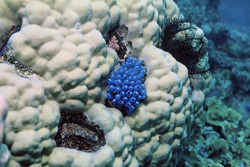 Fascinating Blue Sponge in the Waters of Namenalala, Vanua Levu, Fiji