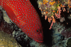 Jewel Grouper