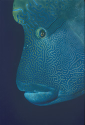 Impressive Humphead Wrasse spotted in the Red Sea