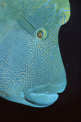 An Impressive Napoleon Wrasse in its Natural Habitat