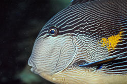 Fascinating Arabian Tang in the Red Sea – Explore the Exotic Underwater World