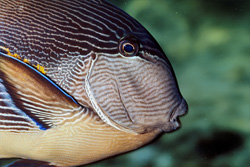 Arabian tang portrait