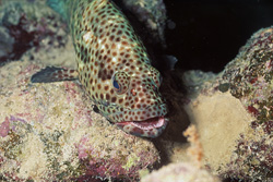 Discover the Fascinating Greasy Grouper in the Reefs of the Indo-Pacific