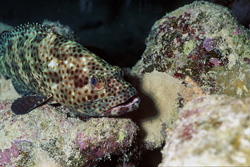 A Greasy Grouper lurking for prey in the clear waters of the Red Sea off El Quseir, Egypt