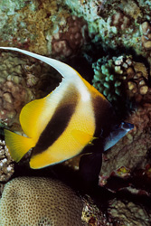 Discover the beauty of the Red Sea Bannerfish off the coast of Ras Mohammad, Egypt