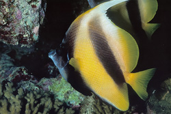 Fascinating Red Sea Bannerfish in the Ras Mohammad Nature Reserve