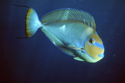Discover the Fascinating Elongate Tang in the Red Sea