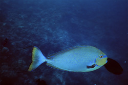 Blackthorn Doctorfish