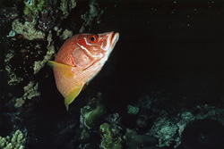 Giant squirrelfish