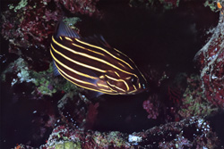 Six-striped Soap Bass