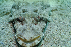 Un platycéphale indien (Platycephalus indicus) se camoufle parfaitement sur le fond marin sablonneux.