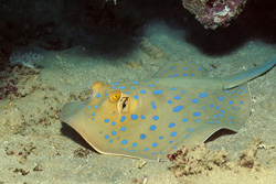 La raie à points bleus (Taeniura lymma) se déplace sur un fond de sable clair et se cache sous les coraux