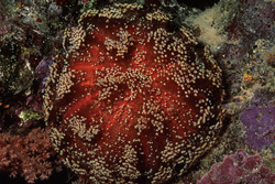Sponges & Reef Inhabitants