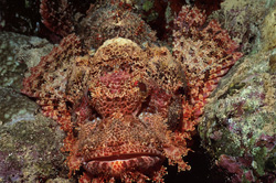 A bearded scorpionfish in the coral reef: Master of camouflage and dangerous predator