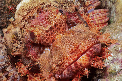 Lurking in the Reef: Master of Camouflage - Bearded Scorpionfish