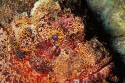 Fascinating Portrait of the Bearded Scorpionfish in the Red Sea