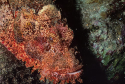 La tête de dragon barbue (Scorpaenopsis barbata) - Maître du camouflage et de la chasse
