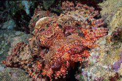 Couleurs intenses et camouflage du dragon barbu dans le récif corallien