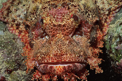 Motionless, a Bearded Scorpionfish waits for prey in the reef off Sinai