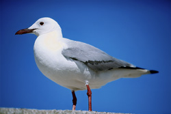 Discover the Beauty of the Hartlaub´s Gull on Dyer Island in South Africa