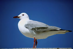 Photographie d'une majestueuse mouette de Hartlaub sur l'île de Dyer