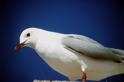 Discover the grace of the Hartlaub´s Gull in this stunning portrait