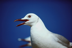 Discover the beauty of the Hartlaub's gull on Dyer Island