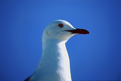 Fascinating Hartlaub's Gull - A Majestic Sight in the South African Wilderness