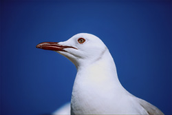 Discover the Majestic Beauty of the Hartlaub´s Gull on Dyer Island