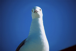 Fascinating portrait of a Hartlaub's gull on Dyer Island, South Africa