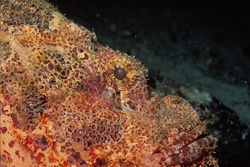 Faszinierender Baertiger Drachenkopf im Roten Meer entdecken