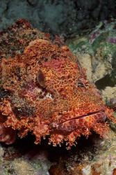 Intense colors and captivating details of the Bearded Scorpionfish in focus