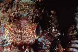 Faszinierende Nahaufnahme des Baertigen Drachenkopfs (Scorpaenopsis barbata)