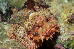 A resting Bearded Scorpionfish in the fascinating habitat of the coral reef