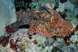 Explore the Beauty of the Bearded Scorpionfish in the Reef