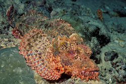 Die perfekte Tarnung des Baertigen Drachenkopfs (Scorpaenopsis barbata) im Fokus