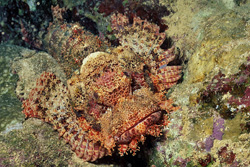 A Bearded Scorpionfish on the Prowl in the Ras Mohammad Nature Reserve